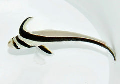 Equetus lanceolatus - T.B.