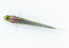 Elacatinus randalli - T.B.