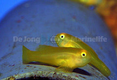 Gobiodon okinawae - T.B.