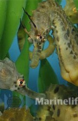 Hippocampus bleekeri (pair) - T.B.