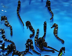 Hippocampus comes - T.B.