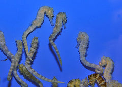 Hippocampus comes (Yellow) - T.B.