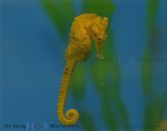 Hippocampus ingens - T.B.