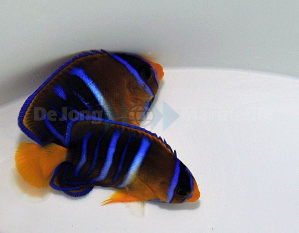 Holacanthus passer - T.B.