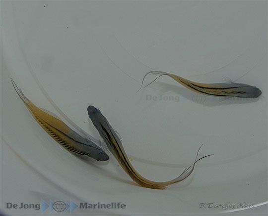 Meiacanthus nigrolineatus - T.B.