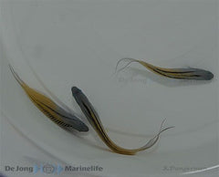 Meiacanthus nigrolineatus - T.B.