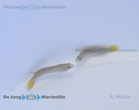 Pseudochromis cyanotaenia - T.B.