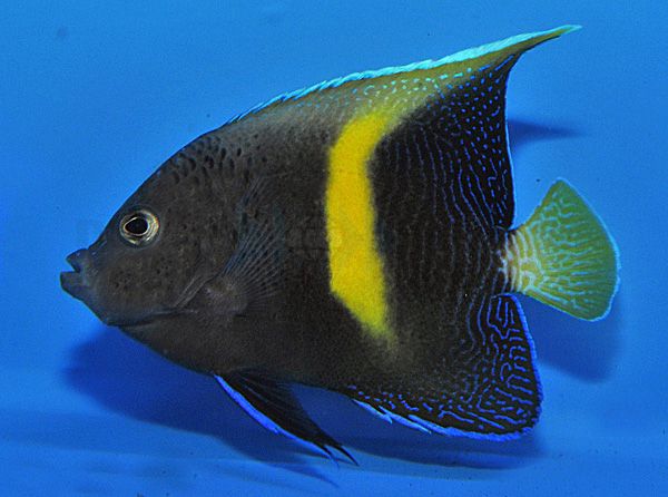 Pomacanthus maculosus - T.B.