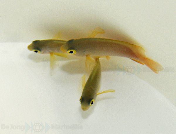 Pomacentrus moluccensis - T.B.