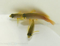 Pomacentrus moluccensis - T.B.