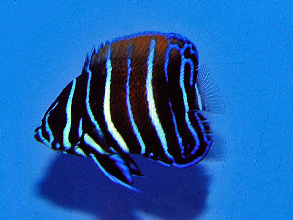 Pomacanthus navarchus - T.B.