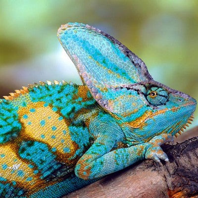 Chamaeleo calyptratus