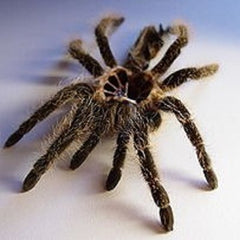 Curly Hair Tarantula