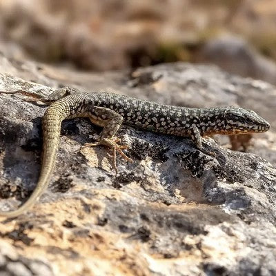 Wall Lizard