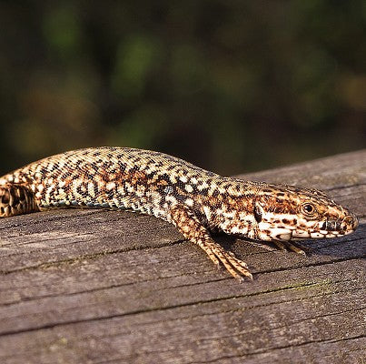 Wall Lizard Red Belly