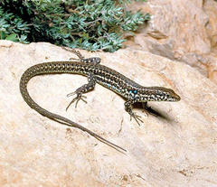 Sardian Wall Lacerta