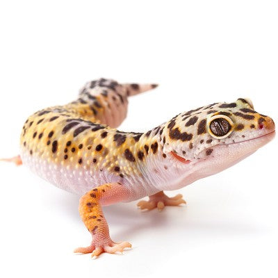 Eublepharis macularius @