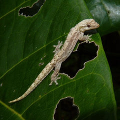 Virgin gecko