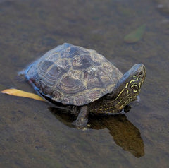 Reeve's Turtle