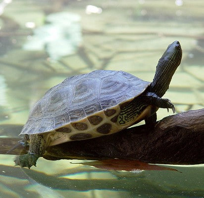 Chinese stripe neck turtle