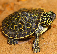 Hieroglyphic River Cooter @