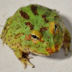 Pacman Frog Green