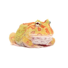 Pacman Frog Albino