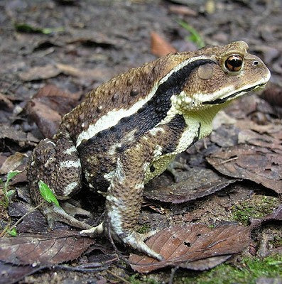 Japanese Toad