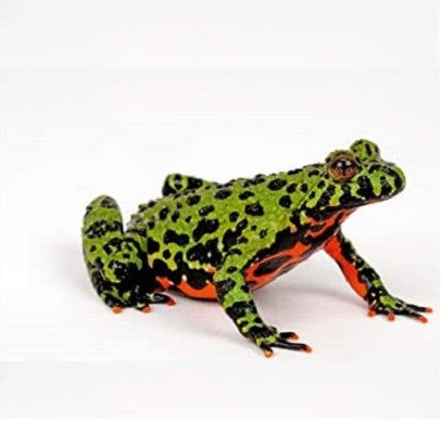 Fire bellied Toad