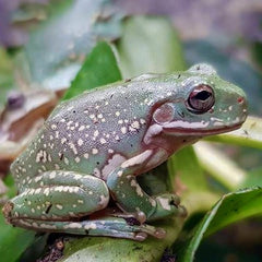 Dumpy Tree Frog Snowflake @