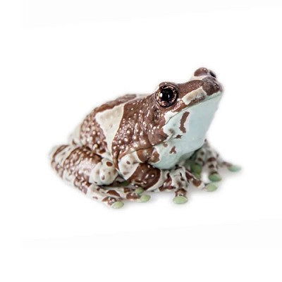 Cave tree frog @