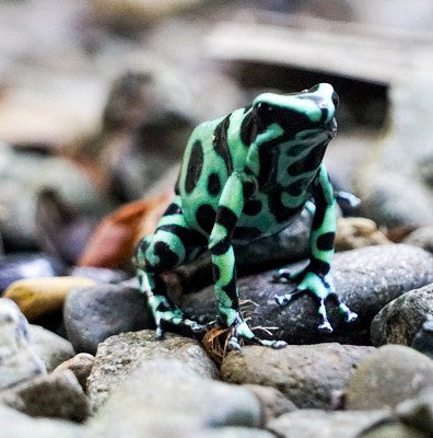 Dartfrog Cahuita