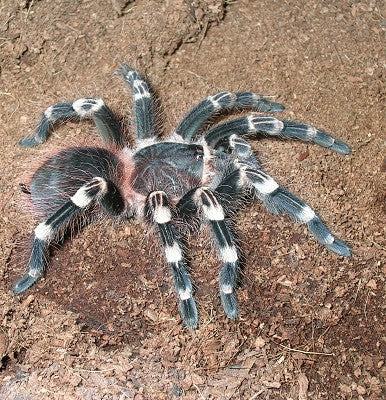 White Knee Tarantula