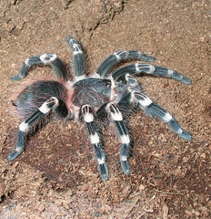 White Knee Tarantula
