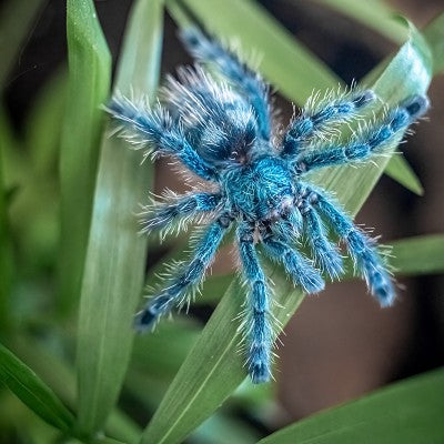 Martinique Spider