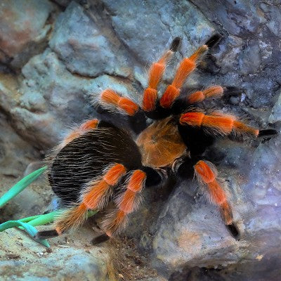 Splendid Red Leg Tarantula