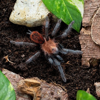 Mexican Bird Eating Spider