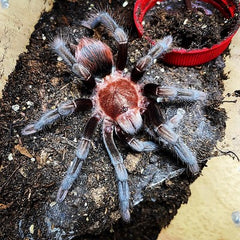 Tliltocatl vagans Black/Red Tarantula