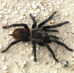 Black + Red Tarantula Medium