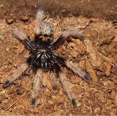 Orange Bottle Blue Tarantula