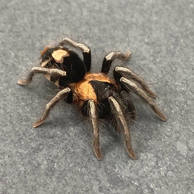 Venzelean Spider