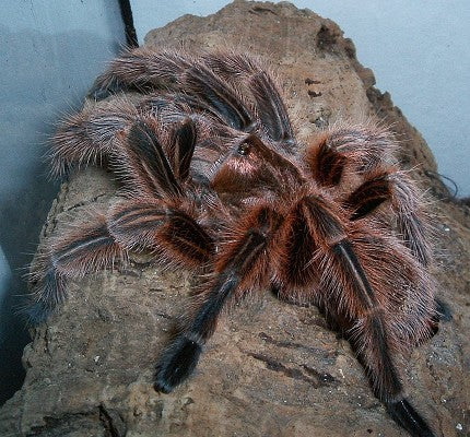 Chilean Red Tarantula