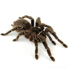 Brazilian Salmon Pink Tarantula