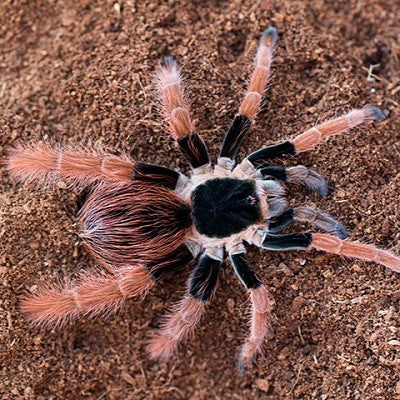 Red Giant Birdeater