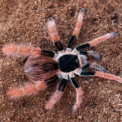 Red Giant Birdeater