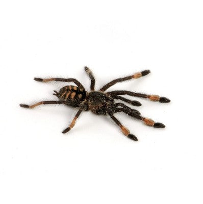 Pink Tree Tarantula
