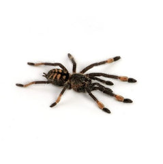 Pink Tree Tarantula