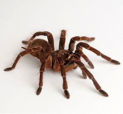 Goliath Birdeater