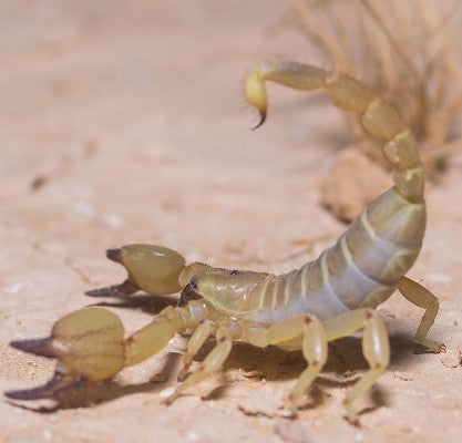 Desert scorpion