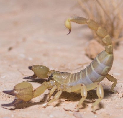 Desert scorpion